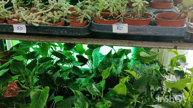 Обзор орхидей в магазине Горшечные растения( " Росток")19.11.25 смотреть онлайн