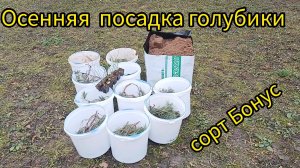 Сколько голубики не сажай, все мало. Сажаю сорт Бонус в ноябре
