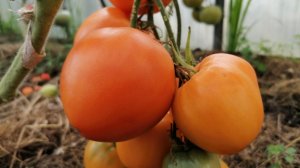 Крупноплодный томат,сладкий,как мёд,с нежной мякотью и красивым янтарным цветом.