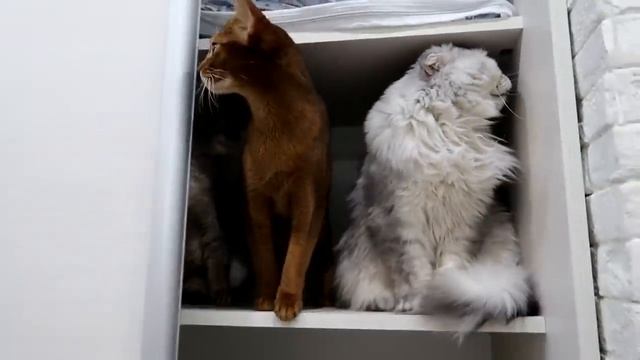 КОШАЧЬЯ ИСТОРИЯ УЖАСОВ 3 СЕРИЯ | ПРЯТКИ В ШКАФУ смотреть онлайн