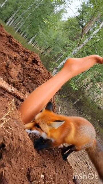 лисичка смотреть онлайн