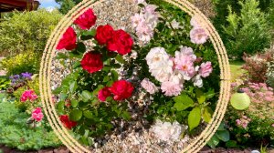 Розы в малоуходном саду. Стоит ли сажать горделивую красавицу.