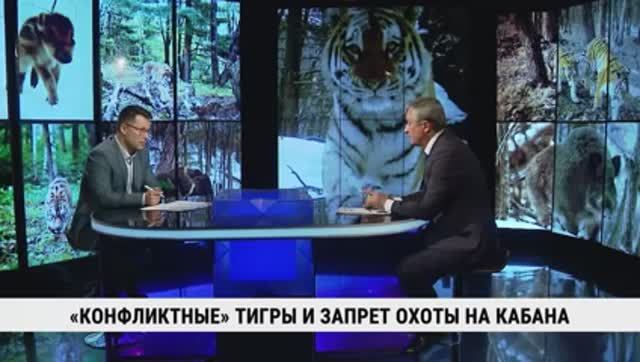 «Конфликтные» тигры и запрет охоты на кабана / Юрий Колпак смотреть онлайн