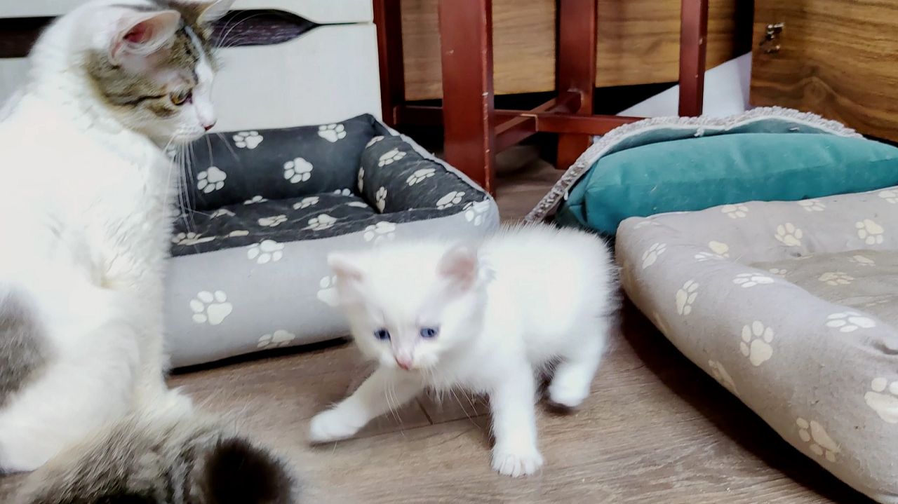 Белый котёнок развлекает свою маму-кошку и старшего брата. Счастливое кошачье семя.