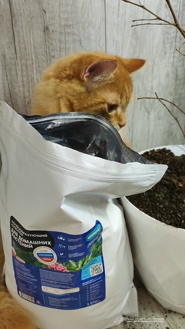 Если ваш ФИКУС ОБЛЫСЕЛ, СРОЧНО СДЕЛАЙТЕ ТАК! #цветы #фикус смотреть онлайн