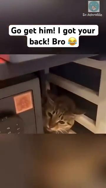 Один кот испугался, а второй не испугался смотреть онлайн