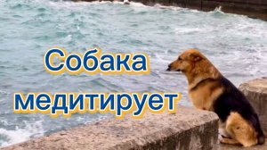 15 августа - Всемирный день бездомных животных. Собака медитирует около моря