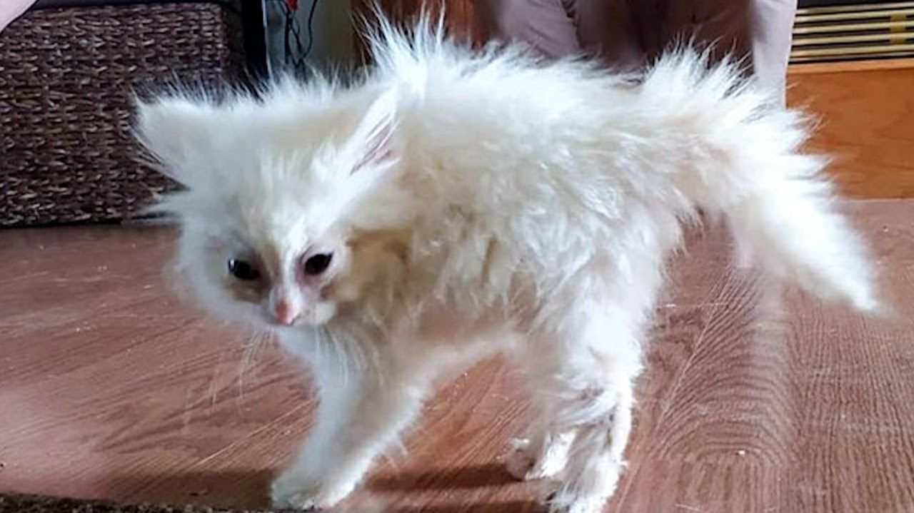 ПРИКОЛЫ С ЖИВОТНЫМИ ДО СЛЕЗ / Смешные КОТЫ смотреть онлайн