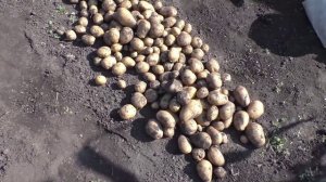 Советы опытных огородников по выращиванию картофеля