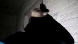 КОШАЧЬЯ ИСТОРИЯ УЖАСОВ 4 СЕРИЯ | ГОЛОС ИЗ ТРУБЫ