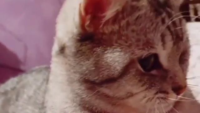 Котик играет смотреть онлайн