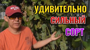 Вот чем меня приятно удивил этот сорт винограда: морозостойкий сорт винограда Вардува 🍇