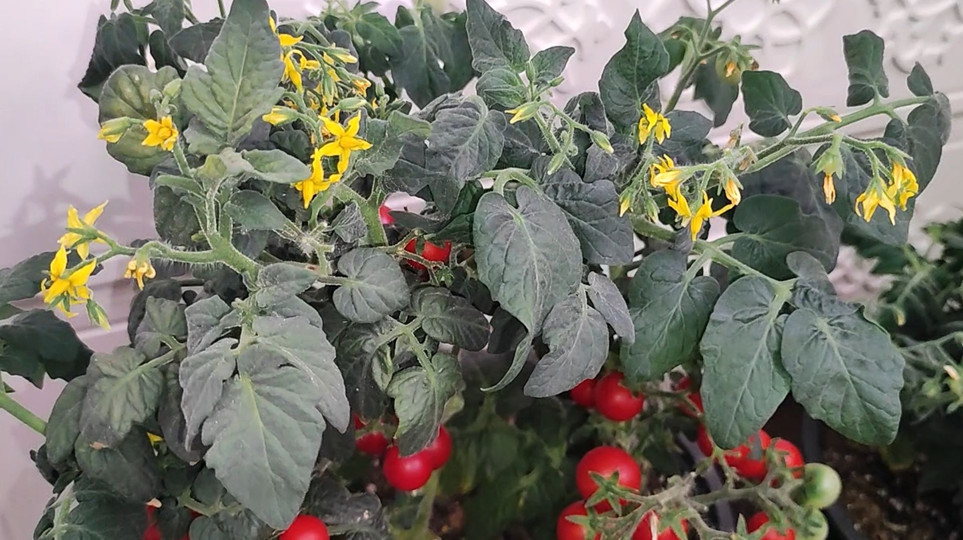 ЗИМНИЙ ОГОРОД, Легкий способ вырастить томаты, перцы, огурцы, зелень смотреть онлайн