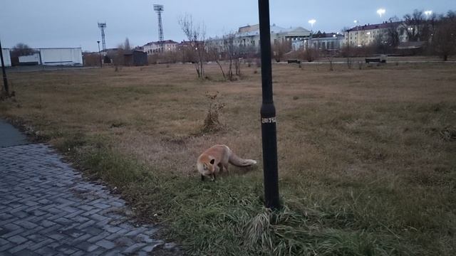 Встретил Лисицу в парке ) встретил друга ) смотреть онлайн