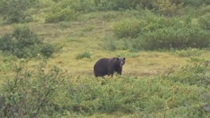Опытная собака знает, какого медведя надо бояться.