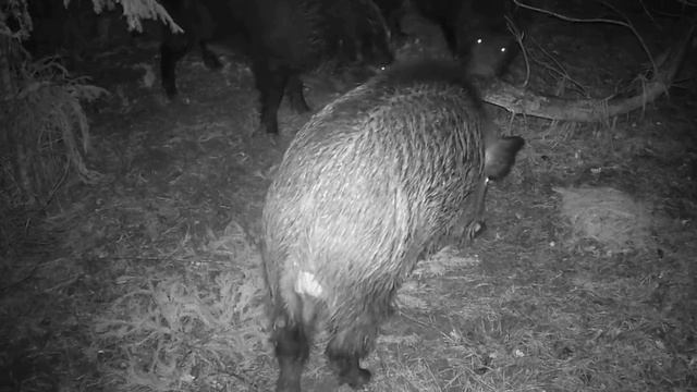 Фото ловушка смотреть онлайн