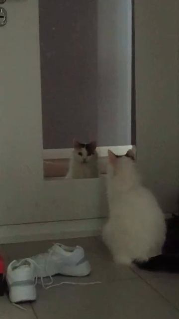 Аварийный кот 😅😅😅 смотреть онлайн