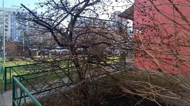 Понравилась песня🎶🎤🎵 **ГОЛУБИ**.Потому что фамилия моя ГОЛУБЕВА.... Неплохо..... смотреть онлайн