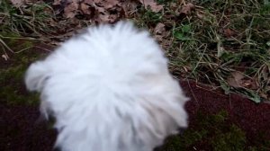 КОШАЧЬЯ ИСТОРИЯ УЖАСОВ 2 СЕРИЯ | КТО В НАШЕМ ДОМЕ?