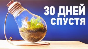 ВЕЧНЫЙ ТЕРРАРИУМ - МЕСЯЦ СПУСТЯ!