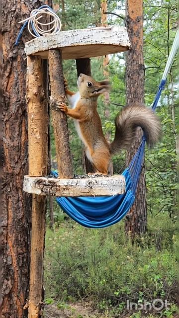белочка 🐿️ смотреть онлайн