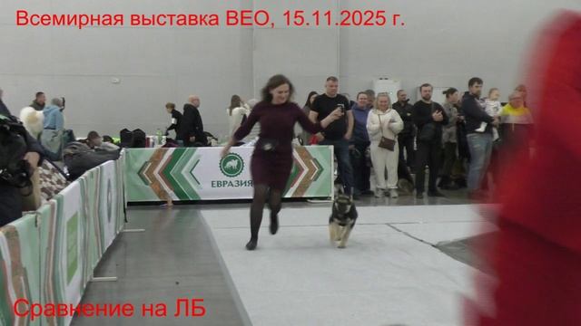 Сравнение на ЛБ смотреть онлайн