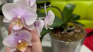 Орхидеи с листьями в крап