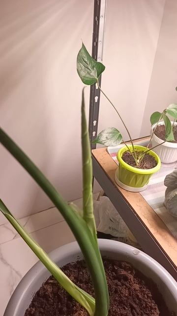 Монстера не растёт месяц? Что я сделала для появления нового листа