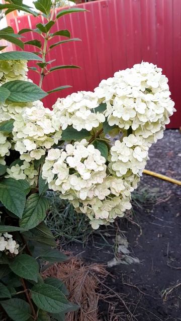 Гортензия метельчатая Роял Флауэр (Royal Flower). смотреть онлайн