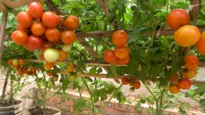 Огород на террасе: Как вырастить Сочные помидоры без грядок и химии