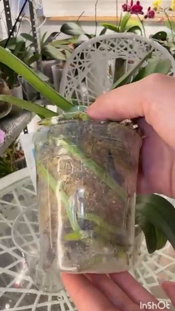 Орхидеи из посылки, как адаптировать к домашним условиям с ЦИМУС смотреть онлайн