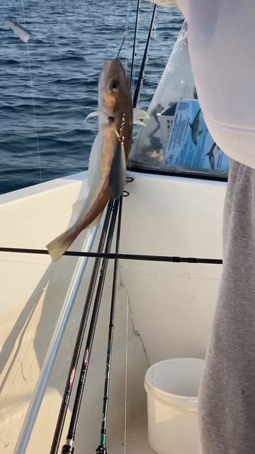 Ловим камбалу, а клюёт мерланг. смотреть онлайн