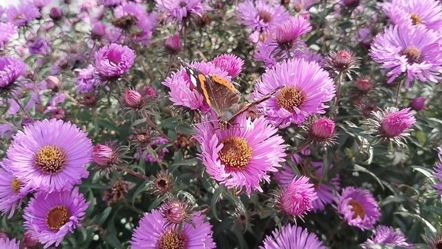 Срезаю Хосты осенью. Наш сад 2025 смотреть онлайн