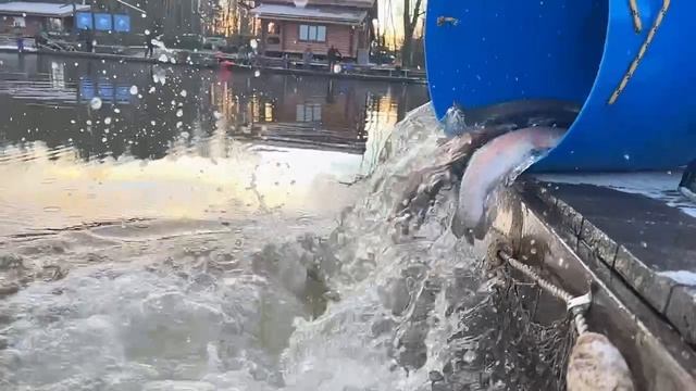 Запуск форели смотреть онлайн