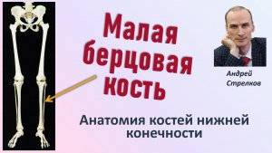 Малая берцовая кость.  Анатомия малой берцовой кости