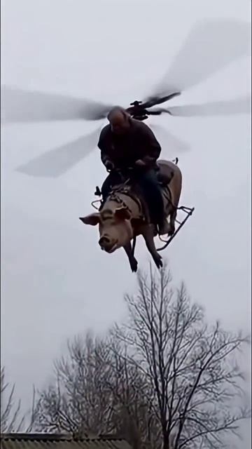 Свинтокрыл #юмор смотреть онлайн