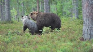 Гон у бурых медведей.Животные