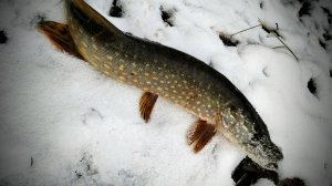 Осенние вечера, рыбалка в преддверии зимы