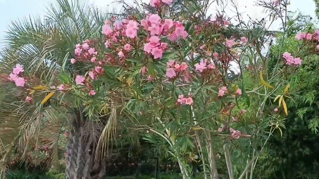 Абхазия ГАГРА ПО набережной со мной. Приглашаю вас. UMAPO**УДАЛЯЙ НЕ УДАЛЯЙ**Отлично👍👏😆.... смотреть онлайн