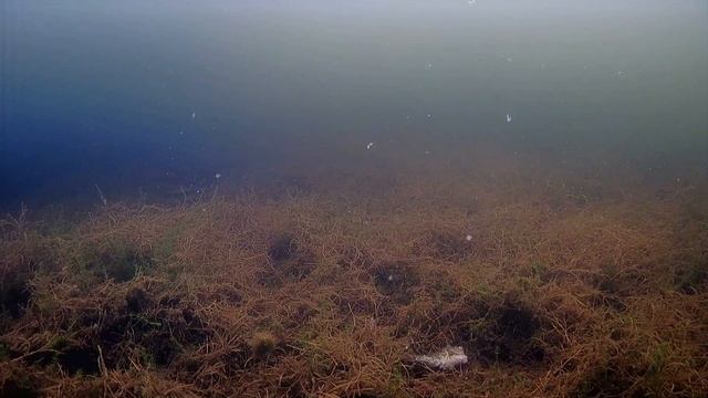 Подводная съемка ротанов.