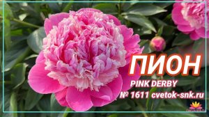 Пион «Pink Derby»/Сад Ворошиловой