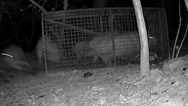 Кабаны в ловушке смотреть онлайн