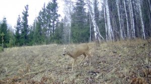 По проторенной дорожке