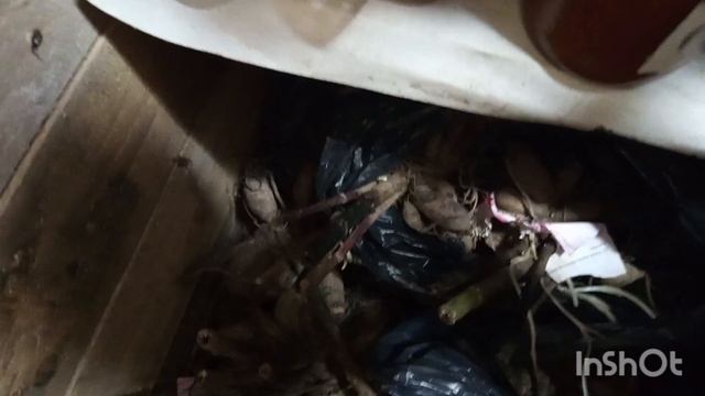 19-11-2025. Жизнь в деревне.Черенкую фуксий,топлю баню.На улице сильный ветер,отключили свет. смотреть онлайн