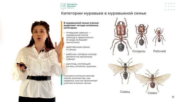 Муравьи — важная часть экосистемы. смотреть онлайн