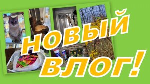 ВЛОГ: ПОКУПКИ, ВСТРЕЧА НА ВАЙЛДБЕРРИЗ И ПУШИСТЫЙ ИНТЕЛЕКТ...