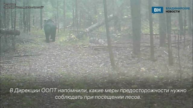 В лесу под Владимиром вновь заметили медведя лесной зверь попал в объектив камеры смотреть онлайн