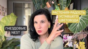 Растения-радость уставшего цветовода. Обзор моей коллекции гнездовых антуриумов