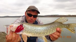 Слабый клёв. Судак Щука На живца! Ноябрь.