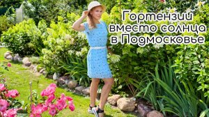 Гортензии вместо солнца в Подмосковье. Обзор сортов. Уход